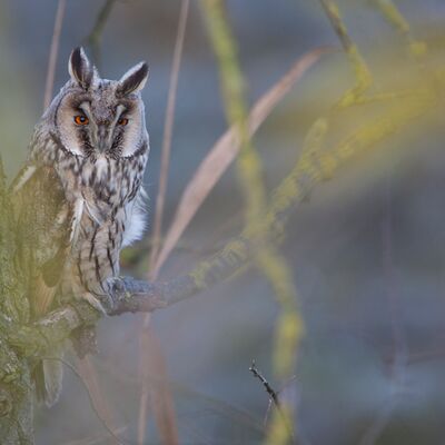 7. Platz: Johannes Wassermann - Waldohreule