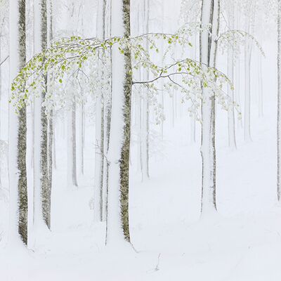 1. Platz: Helmut Elzenbaumer - Wintereinbruch im Buchenwald