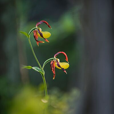 1. Platz: Valter Pallaoro - il raggio di sole