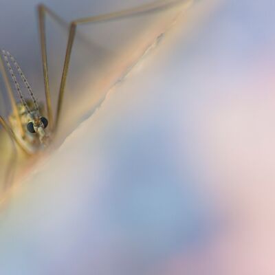 3. Platz: Hugo Wassermann - Schnacke