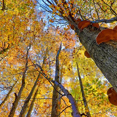 4. Platz: Georg Taschler - Urwald