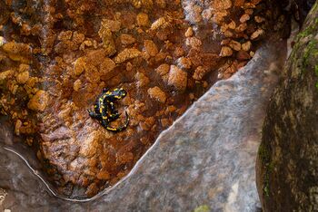 FEUERSALAMANDER-Wächter am Bach