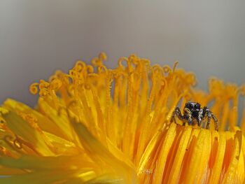 piccoli vicini di casa