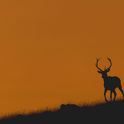 5. Platz: Horst Eberhöfer - Hirsch im Abendrot
