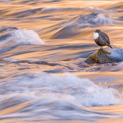 5. Platz: Gerd Tauber - Wasseramsel im Abendlicht