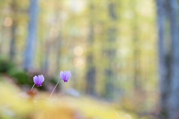 ZYKLAMEN-Inmitten der Baumriesen