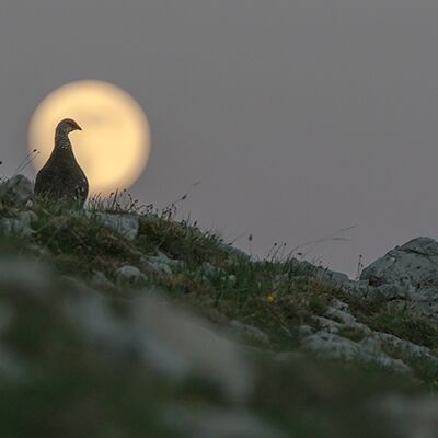 8. Platz: Kamelger Günther - Schneehuhn im Mond