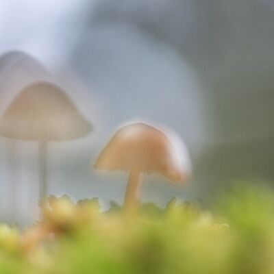 9. Platz: Roland Platzgummer – Pilz