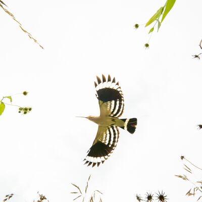 1. Platz: Gerd Tauber - Wiedehopf