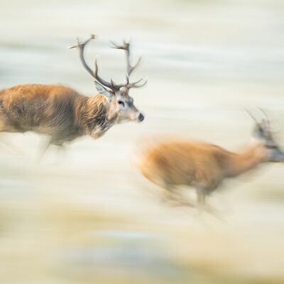 1. Platz: Gerd Tauber - Hirschbrunft
