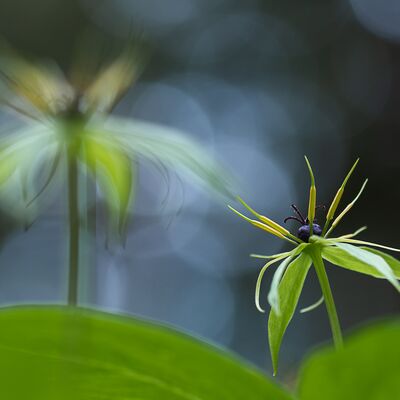 3. Platz: Ulrike Ploner - Das erste Morgenlicht - Einbeere