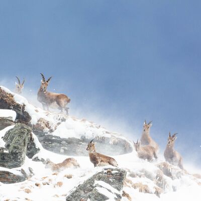 6. Platz: Günther Plaickner - Steinbockfamilie
