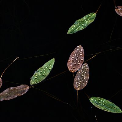 6. Platz: Helmut Elzenbaumer -