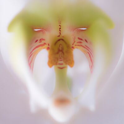 6. Platz: Martin Brugger - Orchidee