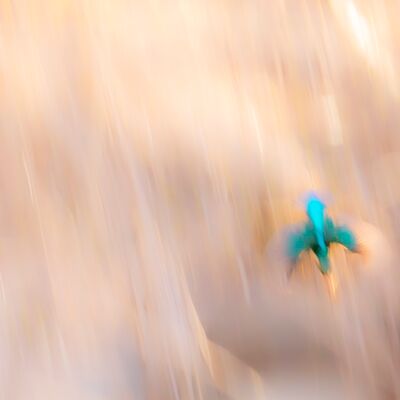 7. Platz: Günther Plaickner - Eisvogel Flug