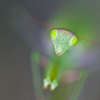 4. Platz: Georg Kantioler - Gottesanbeterin