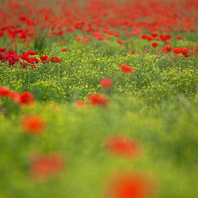 3. Platz: Elzenbaumer Helmut - Klatschmoon