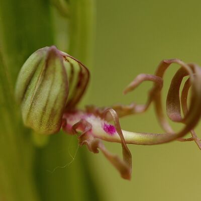 7. Platz: Patrick Fumanelli - Orchidee