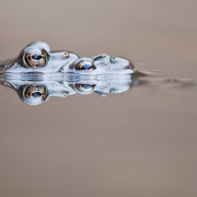 5. Platz: Georg Kantioler - Froschkrokodil