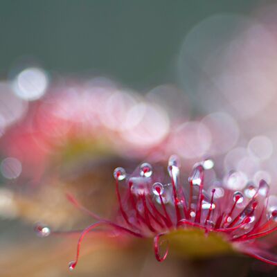 5. Platz: Helmut Elzenbaumer - Sonnentau