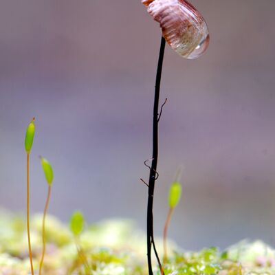 10. Platz: Ezio Fumanelli - Marasmiello