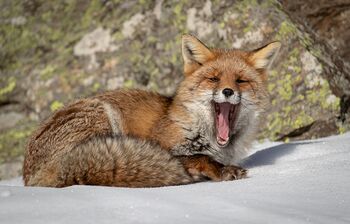 Fuchs