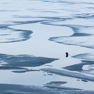 4. Platz: Sepp Hackhofer - Seehund
