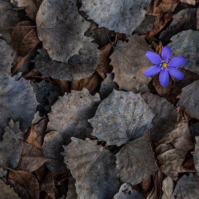 5. Platz: Massimo Santoro - Allein im Herbstlaub