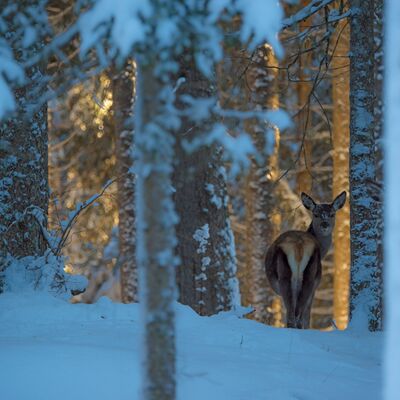 6. Platz: Valter Pallaoro - Sorpresa serale