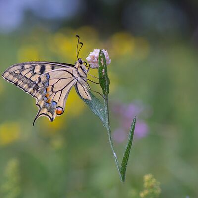 7. Platz: Valter Pallaoro - La bellezza dei prati