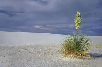 White Sands