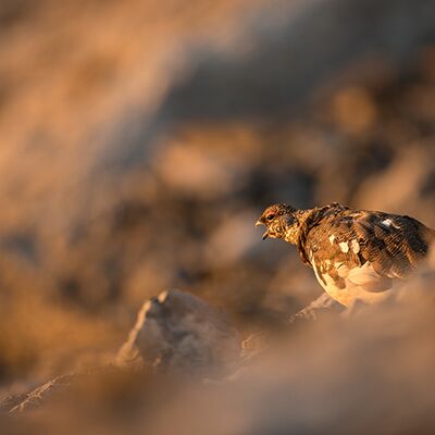 8. Platz: Elmar Kuntner - Morgenschrei