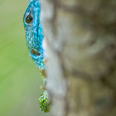 9. Platz: Roland Platzgummer - Smaragdeidechse