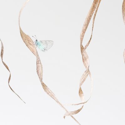 1. Platz: Hugo Wassermann - Bläuling