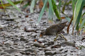Tüpfelsumpfhuhn im Bach