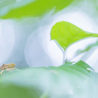 4. Platz: Gerd Tauber - Wanze