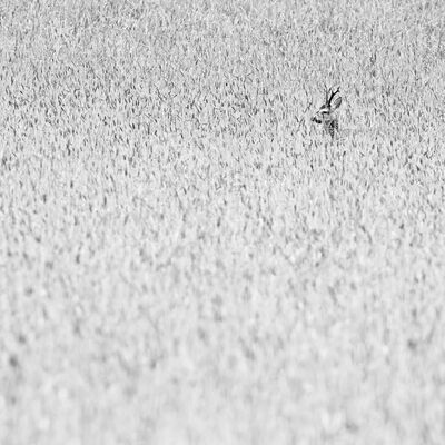 5. Platz: Claudio Sferra - Rehbock