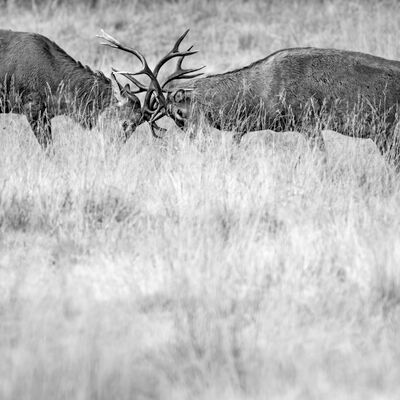 5. Platz: Claudio Sferra - Kampf