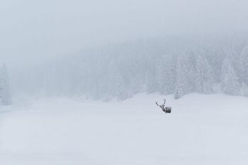Hirsch im Schneefall