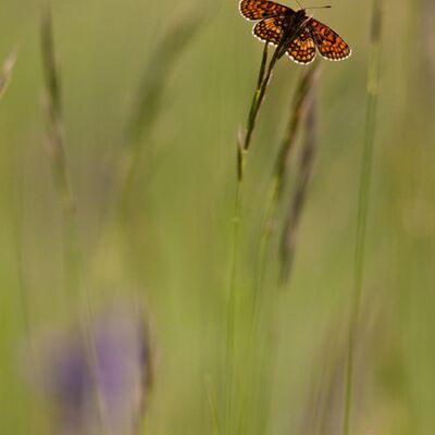 1. Platz: Josef Hackhofer - Scheckenfalter