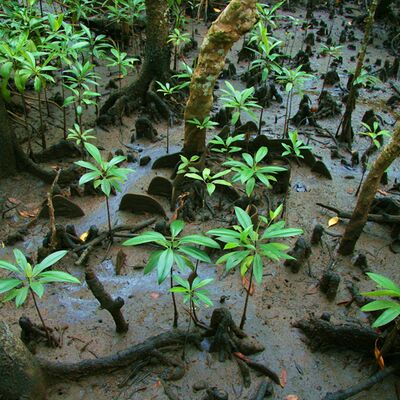 10. Platz: Johannes Wassermann - Mangrovenwald (Australien)