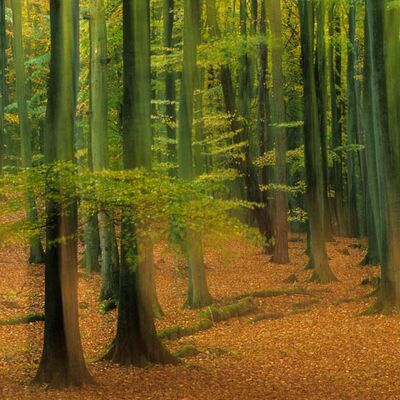 3. Platz: Hackhofer Sepp - Im Buchenwald