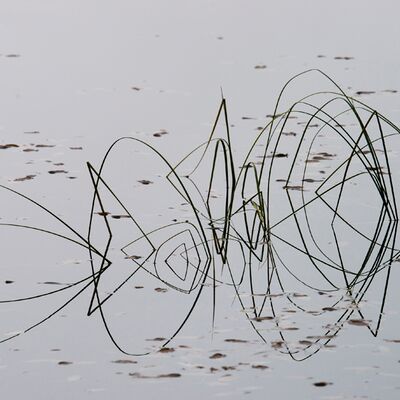 10. Platz: Alfred Erardi - Gräser im Wasser