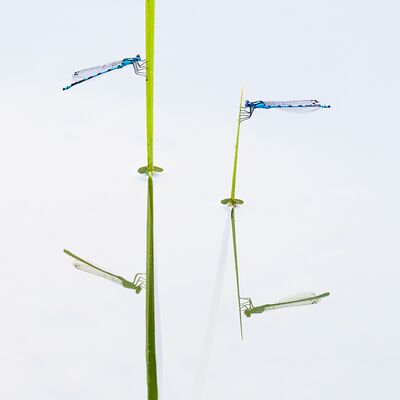 1. Platz: Manuel Plaickner - Libellen-Spiegelung