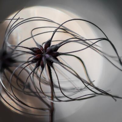 2. Platz: Georg Kantioler - Waldrebe