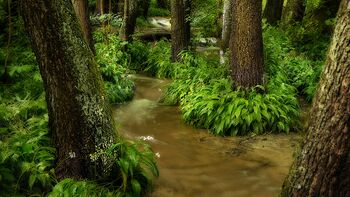 Idyllisches Bächlein