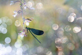 PRACHTLIBELLE-Inmitten von 1000 Tropfen