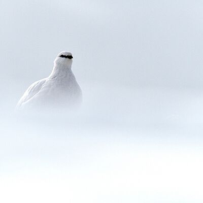 4. Platz: Claudio Sferra - Bianca nel bianc