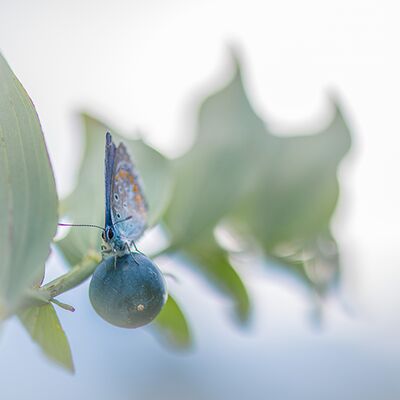 7. Platz: Reinhard Arnold - Bläuling auf Schlehdorn