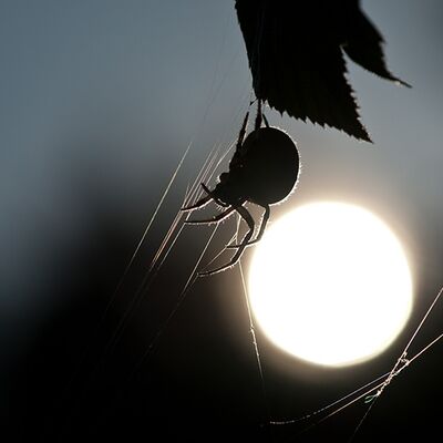7. Platz: Reinhard Arnold - Spinne im Gegenlicht